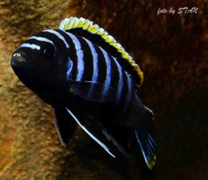 Cynotilapia zebroides 'Likoma Island'